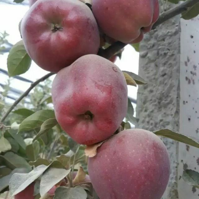 Олма кўчатлари хар хил полкарлик