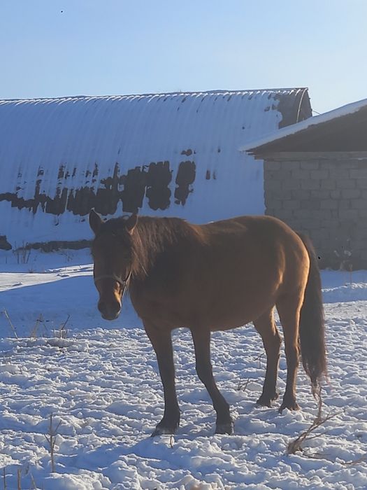 Продам доиную кобылу. Сауынды бие сатылады ерте буаз.