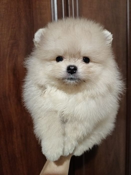 Очаровательные малыши Шпица