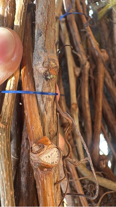 Девичий виноград на быстрое озеленение