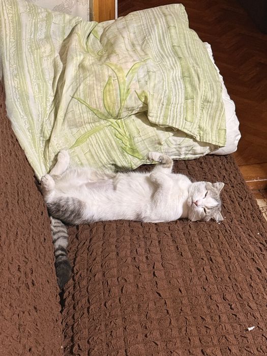Кошка Китти пропала! Помогите найти