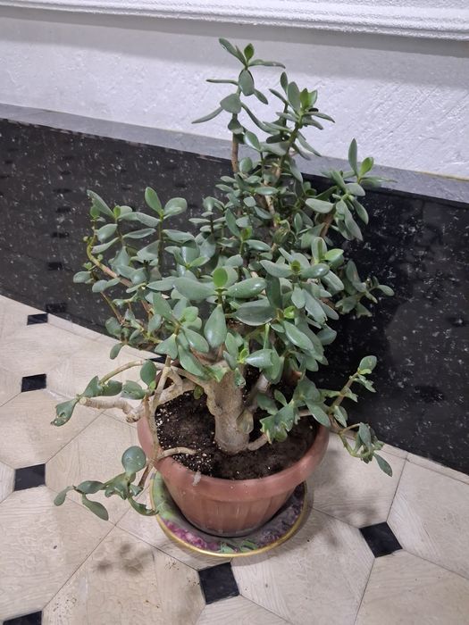 Продаются цветы денежное дерево по 200-300тысяч сум