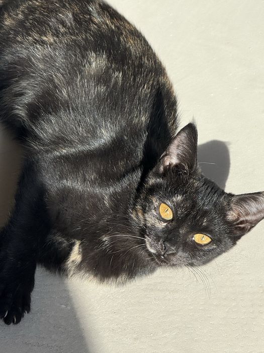 Котенок, девочка ищет дом