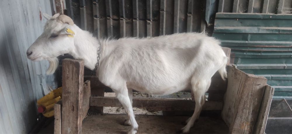 Продам дойную козу с козленком.