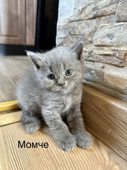 Молки. котенца търсят новия  си дом