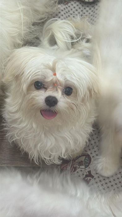 Кобель Мальтезе, на вязку