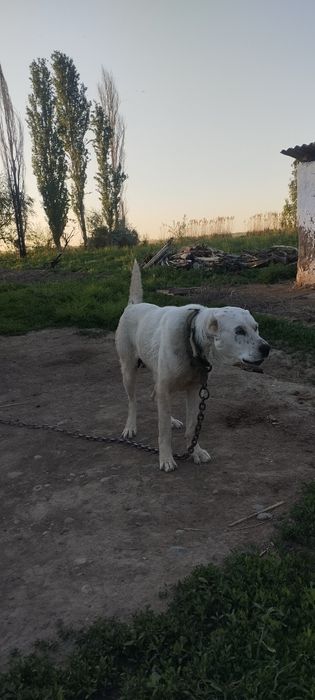 Алабай сука 2 год