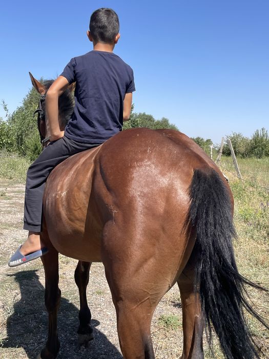 Айгыр сатылад 4 жасар