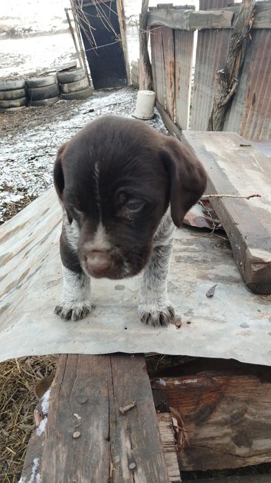 Дратхаар шенок девочка 2 месяц