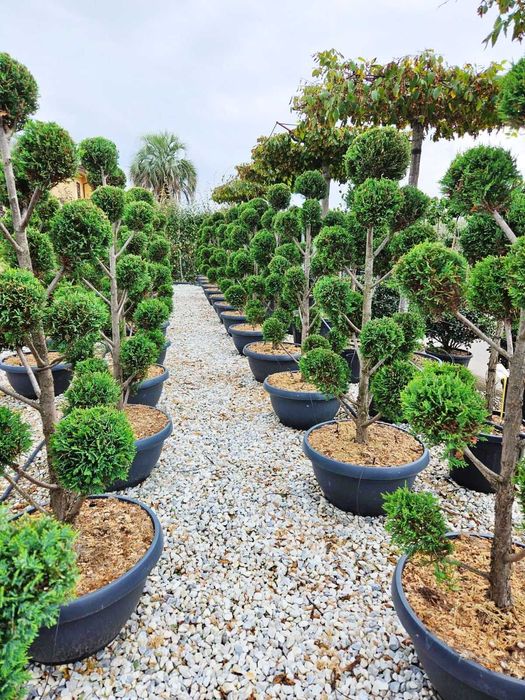 PonPon din leylandii