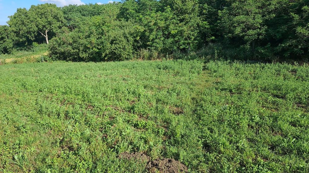 Casă și gradina-Draxeni com.Rebricea jud.Vaslui