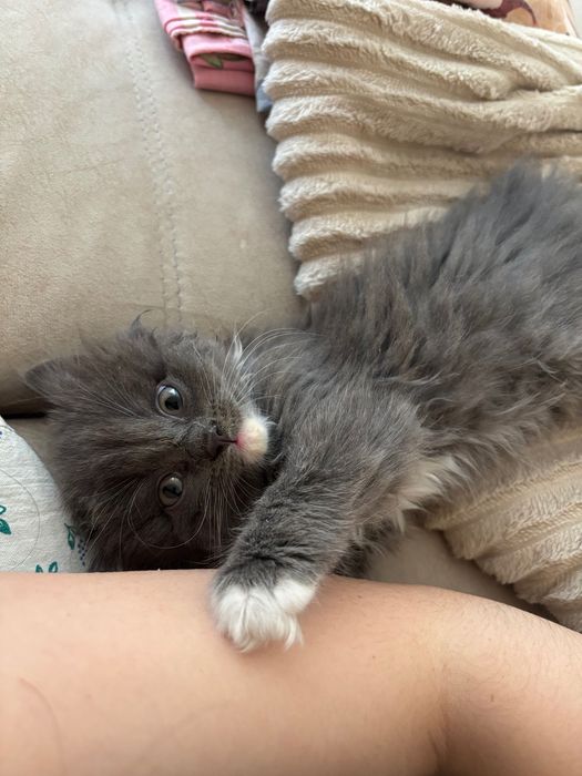 Отдам котенка в добрые руки
