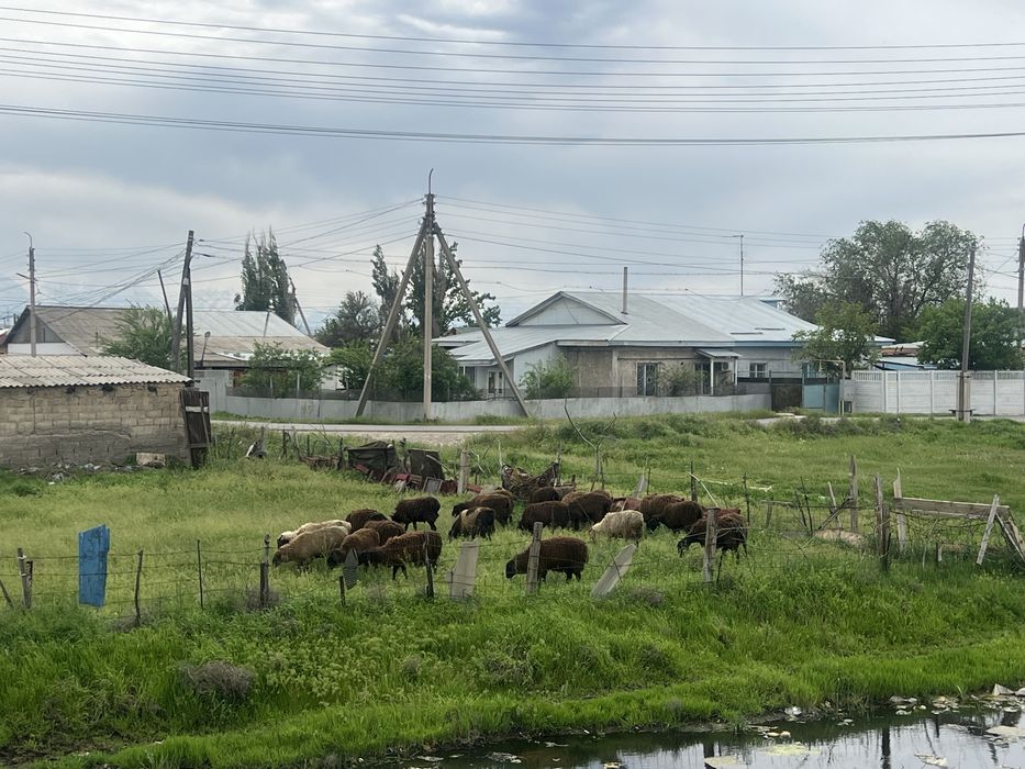 Қой қозы тоқты құрбан айт сатылады