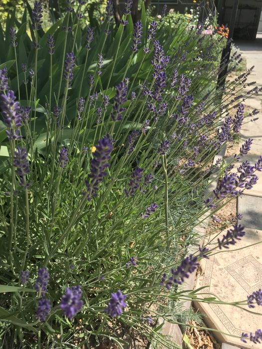 Лаванда темная южанка
