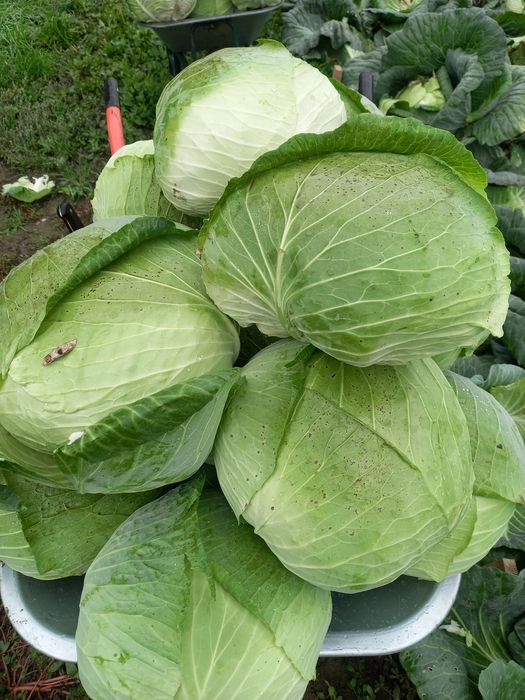 Varză de vânzare