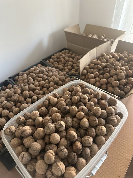 Продам грецкие орехи