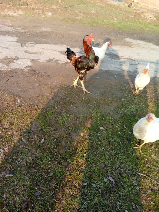 Dakan xo'roz urushgich yoshiga yetgan