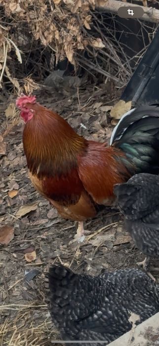 Продам  молодых петухов