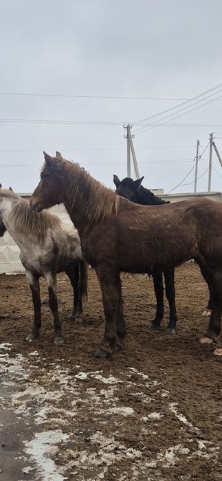 Айгыр Жеребцы ...