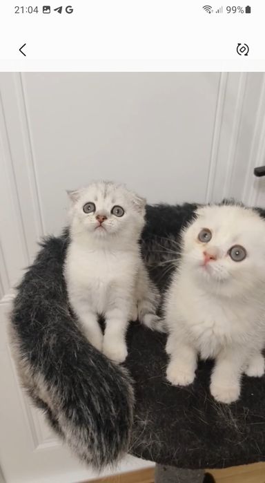 Скоттиш фолд мальчик и девочка.