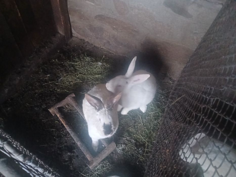 Iepuri de anul trecut