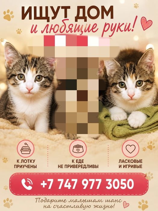 Кошечки в добрые руки