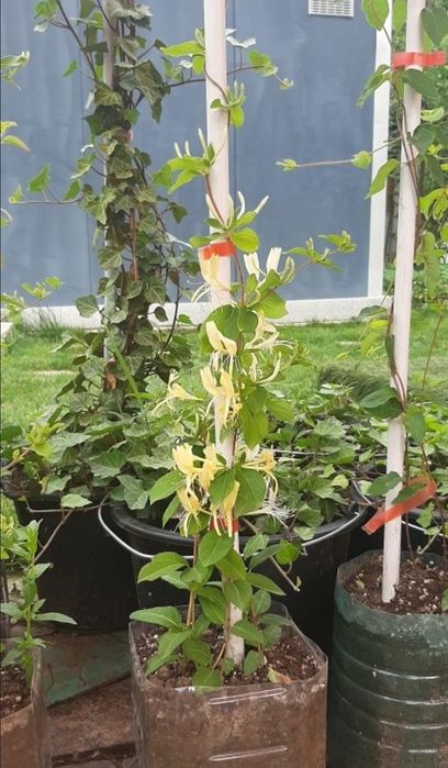 Mana Maicii Domnului,  Linocera caprifoium , caprifoi