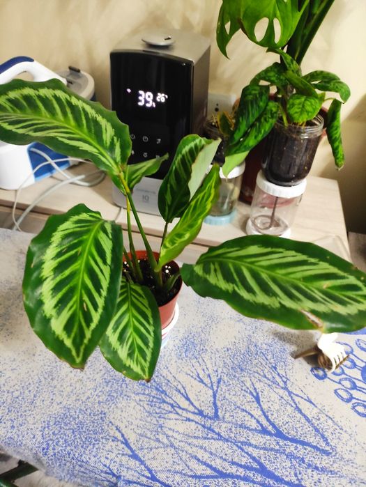 Распродажа декоративных комнатных растений