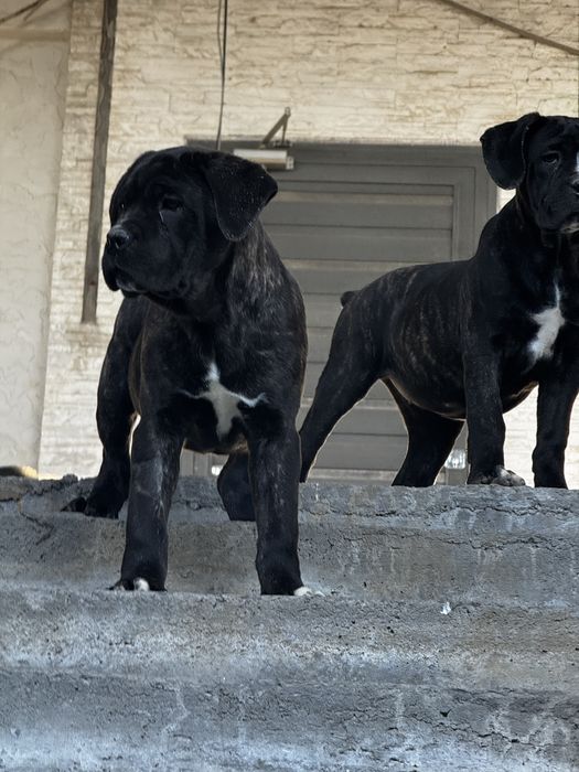 Продается Кане Корсо