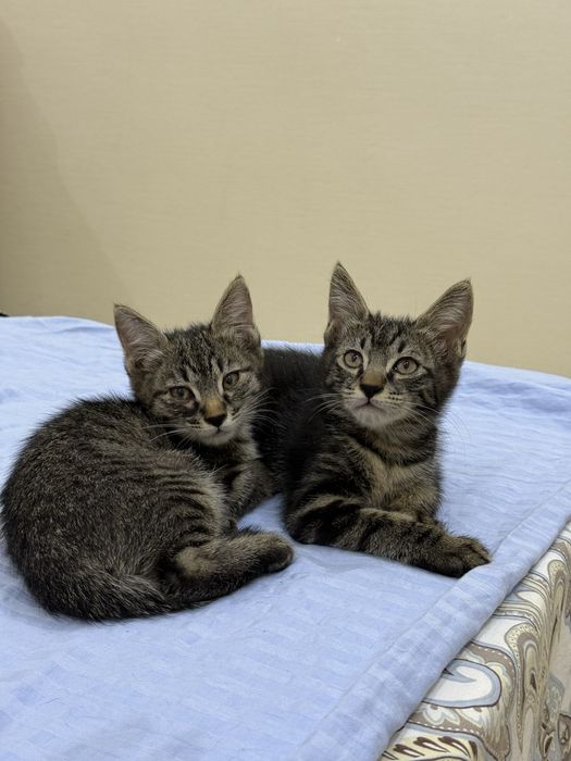 Котята пристраиваются в добрые руки