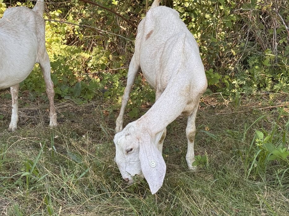Capra amglonubian grstanta
