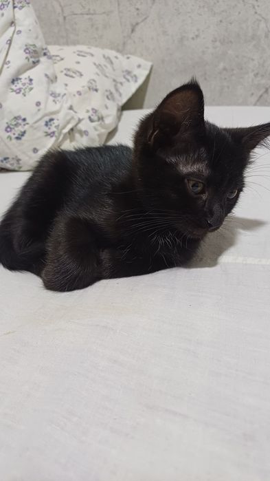Отдам котёнка даром