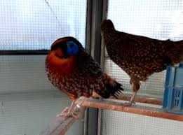 Vând fazani tragopan