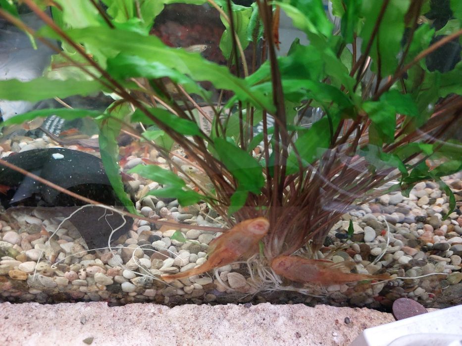 Анциструс супер ред