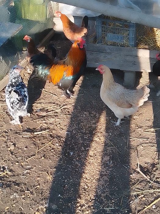 De vânzare găini pitici și rațe românești