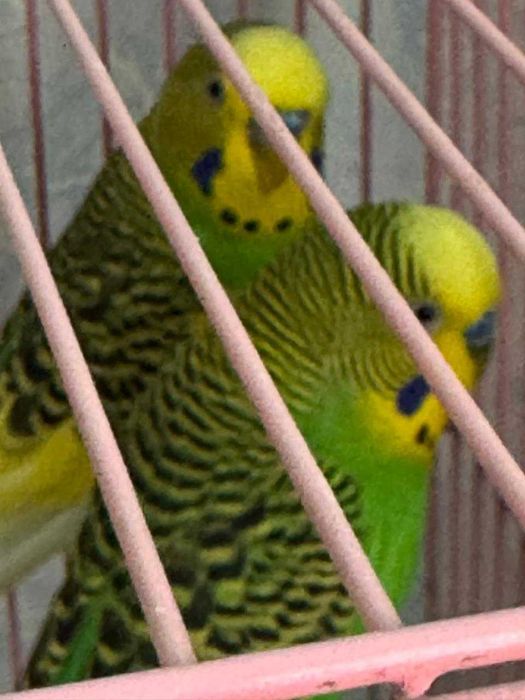 Попугаи с клеткой