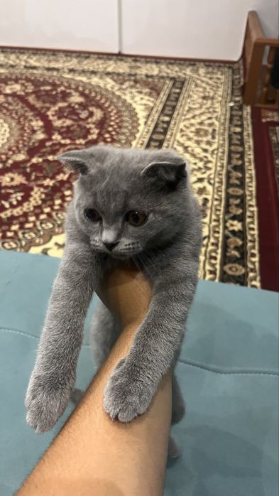 mushuk zotdor aqill