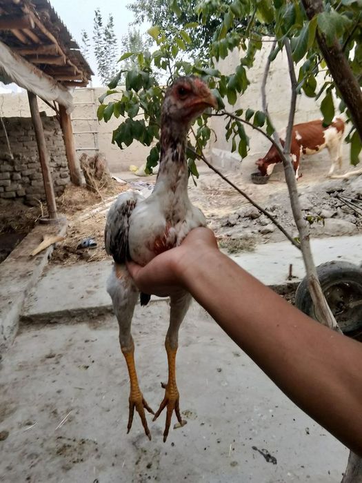 Dakan jujalar sotiladi