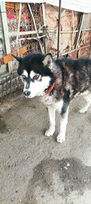 Щенок лайка (ОН) имя  вулв