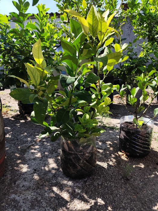 Продавам дръвчета лимони