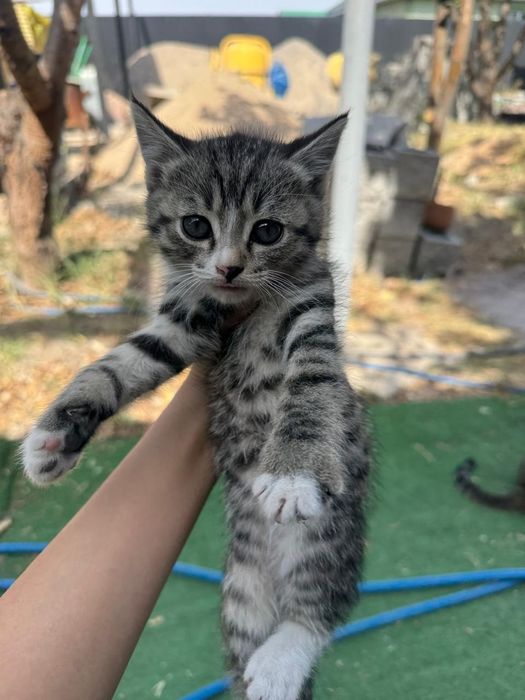 Отдам котят в добрые руки