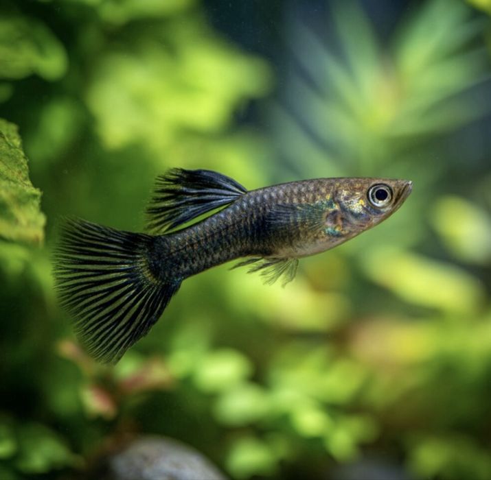 гуппи маленькие размножаются