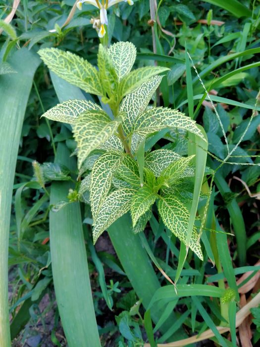 Форзиция сорт кумсом