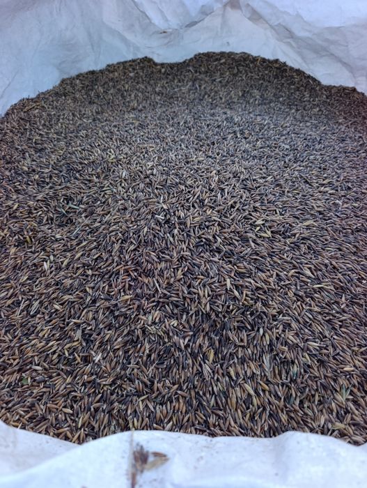 Grâu furajer, triticale, ovăz negru