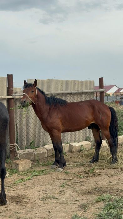 Жылқы сатылады. Тұқымы жабы