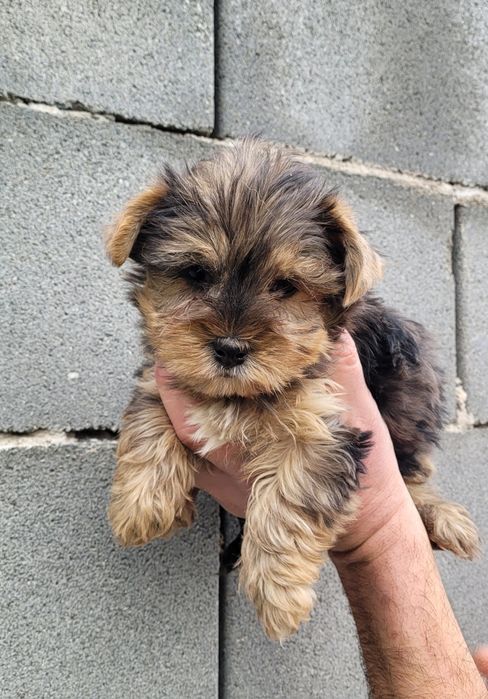 Йоркширски териер-мини !!!