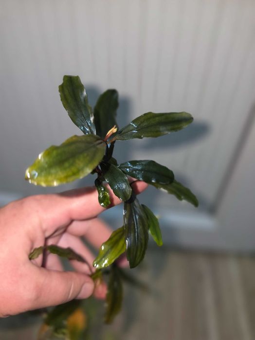 Анубиас Бартера  Anubias barteri