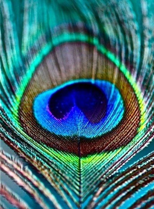 Перья  павлина  продам