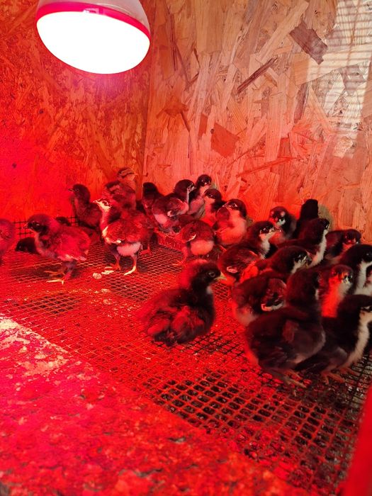 Pui de Marans ;Australorp:Crem legbar; Olive