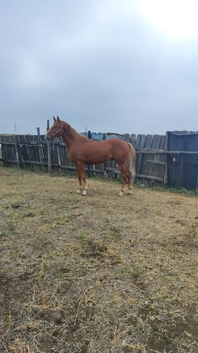 Айғыр сатылады( жеребец)